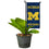 College Flags & Banners Co. Michigan Wolverines Mini Garden and Flower Pot Flag Topper - 757 Sports Collectibles