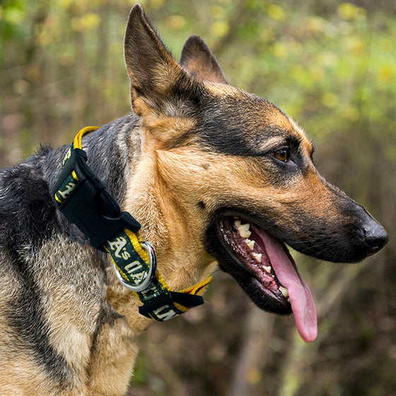 Oakland Athletics Dog Collar Pets First - 757 Sports Collectibles