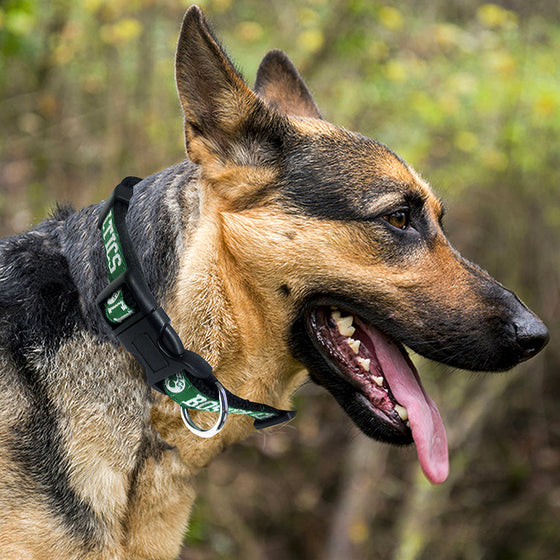 Boston Celtics Dog Collar Pets First - 757 Sports Collectibles