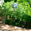 Floral Butterfly Welcome Balloon Spinner - Sports Collectibles, Sports Memorabilia, Sports Fan Shop, Sports Gifts