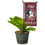 College Flags & Banners Co. Florida State Seminoles Mini Garden and Flower Pot Flag Topper - Sports Collectibles, Sports Memorabilia, Sports Fan Shop, Sports Gifts