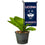 College Flags & Banners Co. Connecticut Huskies Mini Garden and Flower Pot Flag Topper - Sports Collectibles, Sports Memorabilia, Sports Fan Shop, Sports Gifts