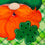 Leprechaun Applique House Flag - Sports Gifts, Sports Memorabilia, Sports Collectibles, Fan Shop