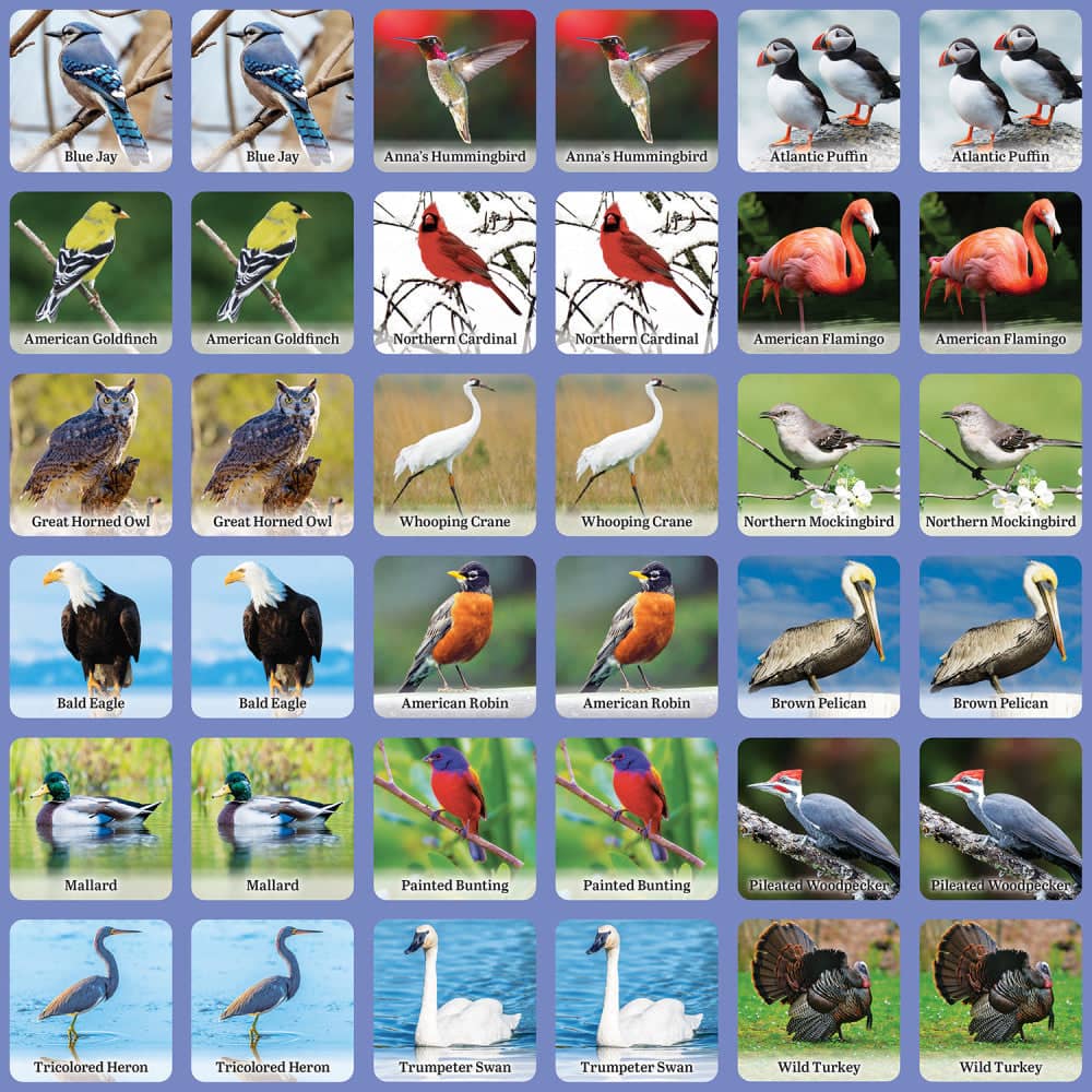 Audubon Bird Matching Game: Discover and Learn with Fun!