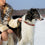 Chicago Bears Signature Pro Collars by Pets First - 757 Sports Collectibles