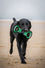 Houston Texans Field Tug Toy by Pets First - 757 Sports Collectibles