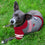 Arizona Cardinals Hoody Dog Tee by Pets First - 757 Sports Collectibles