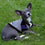 Baltimore Ravens Hoody Dog Tee by Pets First - 757 Sports Collectibles