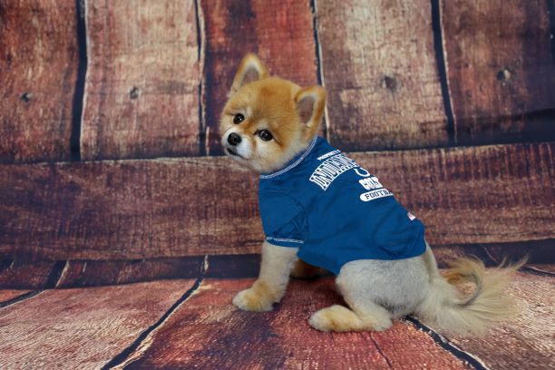 Indianapolis Colts Dog Tee Shirt by Pets First - 757 Sports Collectibles