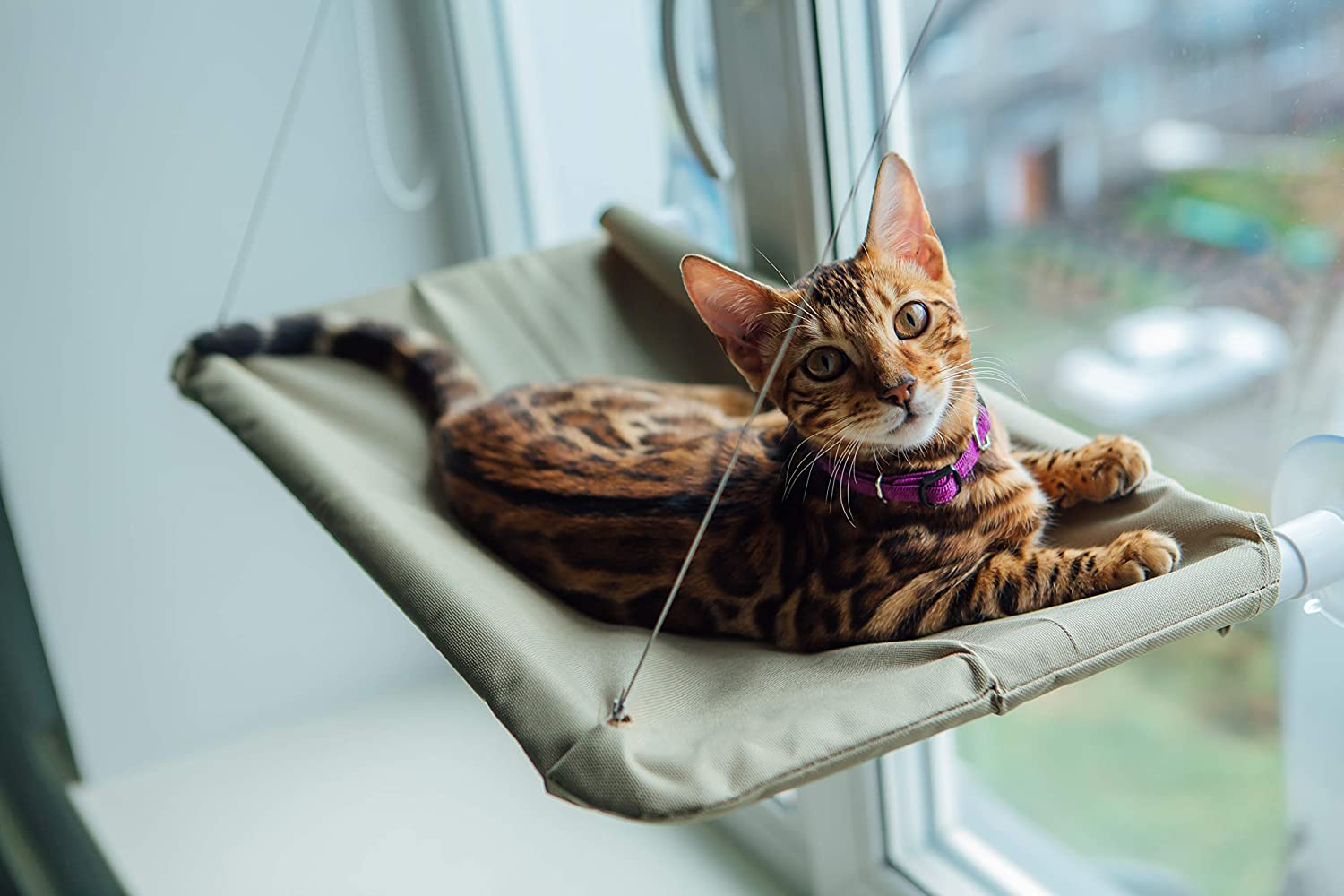 Window Bed Pets First - 757 Sports Collectibles