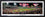 MA-350 Red Sox 2013 World Series Celebration - 757 Sports Collectibles