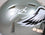 Donovan McNabb Autographed Philadelphia Eagles Flash Speed Mini Helmet-Beckett W Hologram White - 757 Sports Collectibles