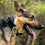 Oakland Athletics Dog Collar Pets First - 757 Sports Collectibles
