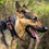 Montreal Canadians Dog Collar Pets First - 757 Sports Collectibles