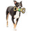 NBA Boston Celtics Tug Toy Pets First - 757 Sports Collectibles