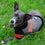 NFL Chicago Bears Hoody Dog Tee Pets First - 757 Sports Collectibles
