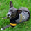 Green Bay Packers Hoody Dog Tee Pets First - 757 Sports Collectibles