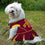 Iowa State Cheerleader Dog Dress Pets First - 757 Sports Collectibles