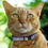 NCAA Cat Collar - Kentucky Pets First - 757 Sports Collectibles