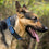 Miami Marlins Dog Collar Pets First - 757 Sports Collectibles