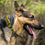 Michigan Wolverines Dog Collar Pets First - 757 Sports Collectibles