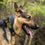 Nashville Predators Dog Collar Pets First - 757 Sports Collectibles