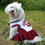 South Carolina Cheerleader Pet Dress - 757 Sports Collectibles