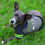 Seattle Seahawks Hoody Dog Tee Pets First - 757 Sports Collectibles