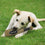 Chicago White Sox Plush Bat Pets First - 757 Sports Collectibles