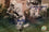 Colts Hall Of Fame Framed 16x20 Photo JSA Moore Berry Marchetti Donovan Mackey